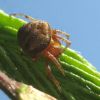 Araneus sturmi / triguttatus