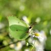 Gonepteryx rhamni
