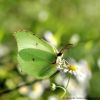 Gonepteryx rhamni