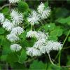 Рутвиця орликолиста. Василисник водосборолистный. Thalictrum aquilegiifolium