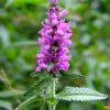 Чистець лікарський. Буквица лекарственная. Stachys officinalis