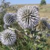 Echinops sphaerocephalus L.