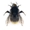 Bombus lapidarius