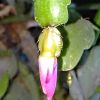 Schlumbergera × buckleyi