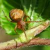 Araneus sturmi / triguttatus