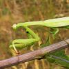 Mantis religiosa (Mantidae)