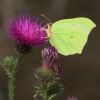 Gonepteryx rhamni (Pieridae)