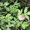 (Trifolium pratense L.) Конюши́на лу́чна