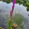 Lythrum salicaria