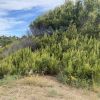 Pinus halepensis