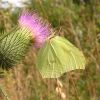 Gonepteryx rhamni (Pieridae)