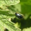 Smaragdina stenroosi (Chrysomelidae)