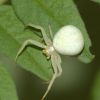 Misumena vatia