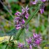 Чистець лісовий. Буквица лесная. Stachys sylvatica