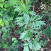 (Artemisia vulgaris L.) Поли́н звичайний