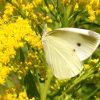 Pieris rapae (Pieridae)