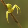 Misumena vatia