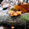 Flammulina velutipes