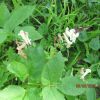 Corydalis cava ssp. marschalliana