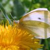 Ріпаковий білан (Pieris rapae)