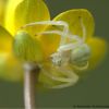 Misumena vatia