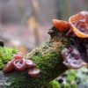 (Auricularia auricula-judae)