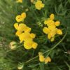 Lotus corniculatus L.