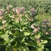 Asclepias syriaca L.