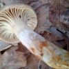 Hygrophorus lindtneri ?