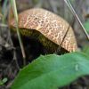 Boletus chrysenteron