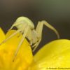 Misumena vatia