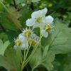 Crataegus praearmata Klokov