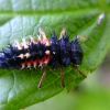 Harmonia axyridis (Pallas, 1773)