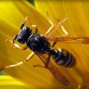 Polistes nimpha ?