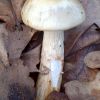 Hygrophorus lindtneri ?