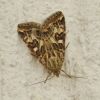 Protoschinia scutosa (Noctuidae)