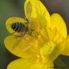 Misumena vatia