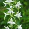 Любка дволиста. Любка дволистная. Platanthera bifolia