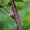 Ожина сиза. Ежевика сизая. Rubus caesius (5)
