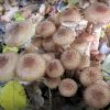 Armillaria ostoyae ? Armillaria borealis ?