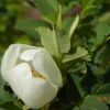 Rosa spinosissima Шипшина найколючіша