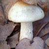 Hygrophorus lindtneri ?