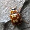 Myrrha octodecimguttata