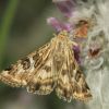 Protoschinia scutosa (Noctuidae)