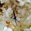 Misumena vatia