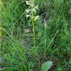 Любка дволиста. Любка дволистная. Platanthera bifolia