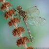 Sympetrum vulgatum