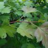 Crataegus praearmata Klokov