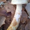 Hygrophorus lindtneri ?