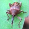 Curculio glandium